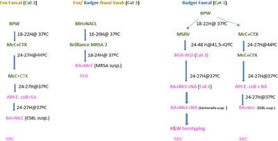 Estimation of the Prevalence of Antimicrobial Resistance in Badgers (Meles meles) and Foxes (Vulpes vulpes) in Northern Ireland